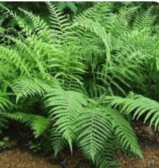 06038y80-7e4e-227x240.png