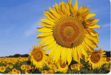 06038ya4-905e-359x242.png
