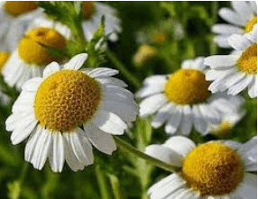 06038zss-f4f1-286x221.png
