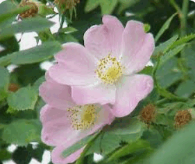 06038zt0-0d2d-281x237.png