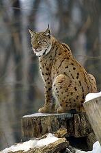 060394ls-1b03-148x223.jpg