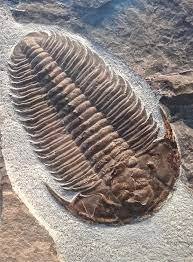 The First Trilobites | AMNH