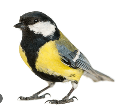 06039hqy-2986-399x360.png