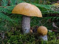 Світ грибів України » Leccinum versipelle, Підосичник жовто-бурий, Красноголовець жовто-бурий