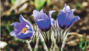 06039m52-4dfe-285x164.png
