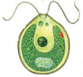 06039w61-50d3-121x112.png