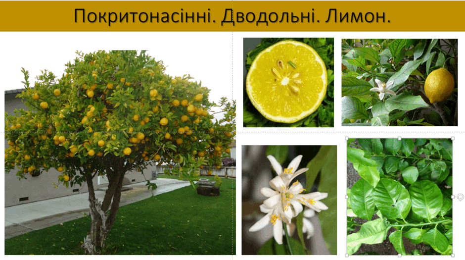 0603a2el-0051-940x525.png