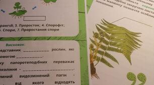 🔬 Лабораторне дослідження: Вивчення будови папороті! 🌿