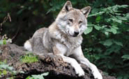 0603aaed-d058-185x114.png
