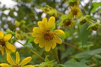 wild-sunflower-2691039_1280.jpg
