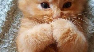 My pet 
