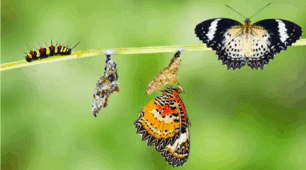 Animal Life Cycles