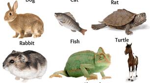 Pets