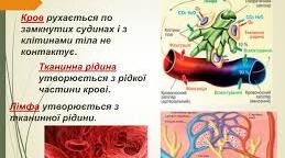 Робочий аркуш з теми "Внутрішнє середовище організму"