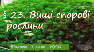 Презентація  до уроку  «§ 23. Вищі спорові рослини»  7клас  НУШ