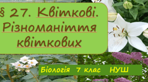 Презентація  до уроку  «§ 27. Квіткові. Різноманіття квіткових»  7клас   НУШ