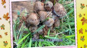 Лісова галявина