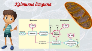 Клітинне дихання. Біохімічні механізми дихання.