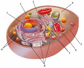 0603b80g-6263-355x286.png