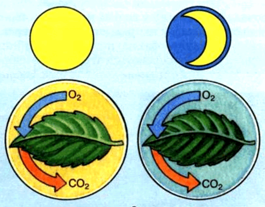 0603bal3-d48e-546x426.png