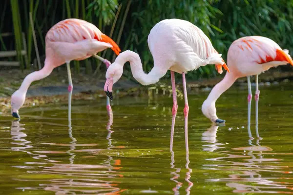 Крупним Планом Портрет Африканського Фламінго Йде Воді — стокове фото