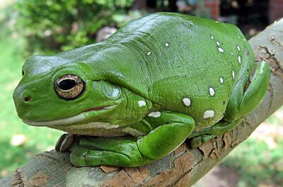 Австралійська зелена деревинна жаба (Litoria caerulea)