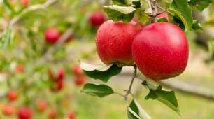 Міжнародна спільнота 6 січня кожного року святкує День яблуні (Apple Tree Day).