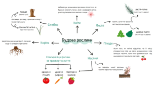Ментальна карта "Будова рослин" 3 клас.