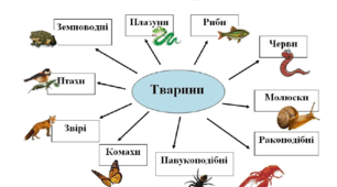 Різноманітність тварин у природі