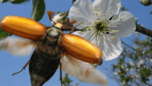 0603bjpj-6b90-300x171.png