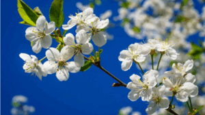 0603bjpm-3e57-300x168.png