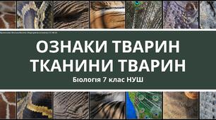 Гетеротрофний тип живлення, диференціація клітин, формування тканин, органів та їхніх систем.