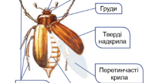 Комахи.Різноманітність комах