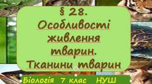 Презентація  до уроку  «§ 28. Особливості живлення тварин. Тканини тварин»  7клас НУШ