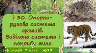 Презентація  до уроку  «§ 30. Опорно-рухова система органів.»  7клас НУШ