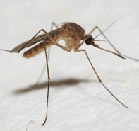 0603c3mp-2b00-283x266.png