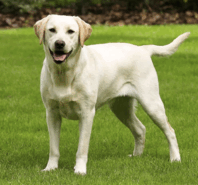 0603c3ms-ca59-286x267.png