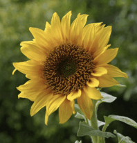 0603c3mw-fa55-286x297.png