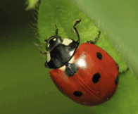 0603c3mz-f108-285x235.png