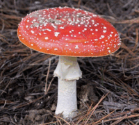 0603c3n2-bd48-284x255.png
