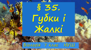 Презентація  до уроку  «§ 35. Губки і Жалкі»  7клас  НУШ