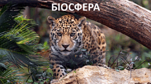 Презентація до уроку: "БІОСФЕРА"