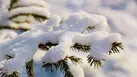 0603c41i-acbc-137x77.webp