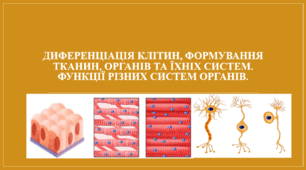 Диференціація клітин, формування тканин, органів та їхніх систем. Функції різних систем органів.