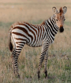 0603c8xc-3617-145x170.png