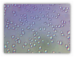 0603c9w9-2b4b-257x200.png