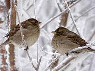 0603cail-b046-190x143.jpg