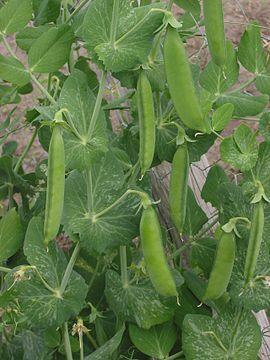 0603ccsm-84d2-270x360.jpg