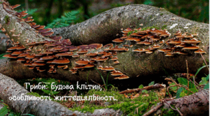 Гриби: будова клітин, особливості життєдіяльності.