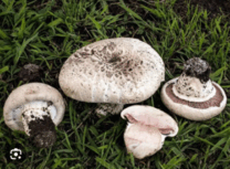 0603ci4h-f56a-248x183.png